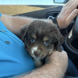 Yahtzee - Red tri female Toy Australian Shepherd puppy in Anson, Texas from Diamond Bar N Ranch