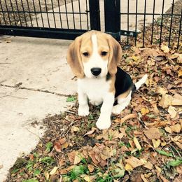Beagle Puppies from Beagles For home