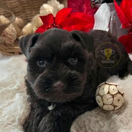 Kenny - Liver male Miniature Schnauzer puppy in Big Point, Mississippi from Lorraine's Miniature Schnauzers