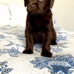 Labrador Retriever Puppies from Commander Labradors