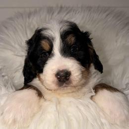 Midnight - Tri-color male Bernedoodle puppy in Beecher, Illinois from Erica’s Doodles