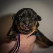 Crawler - Black and rust male Beauceron puppy in Medina, Ohio from Beaucerons Des Vents