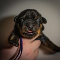 Crawler - Black and rust male Beauceron puppy in Medina, Ohio from Beaucerons Des Vents