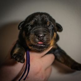 Crawler - Black and rust male Beauceron puppy in Medina, Ohio from Beaucerons Des Vents
