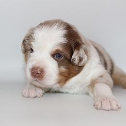Comet - Red merle male Miniature Australian Shepherd puppy in Brooker, Florida from Triple Branch Aussies