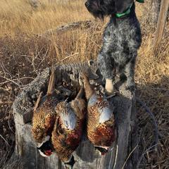 German Wirehaired Pointer All Grown Up from WyoWires German Wirehaired Pointers