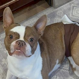 Boston Terriers from Cortes Boston Terriers