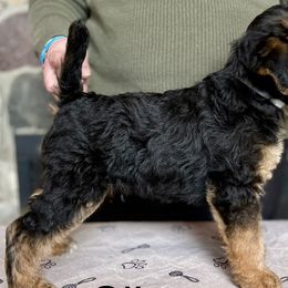 Boy 2 - Black and tan Airedale Terrier puppy in Branch, Michigan from Aim High Airedales & German Shorthaired Pointers