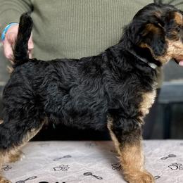 Boy 2 - Black and tan Airedale Terrier puppy in Branch, Michigan from Aim High Airedales & German Shorthaired Pointers