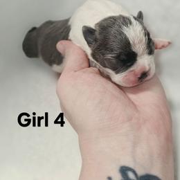 Girl 4 - Blue female Boston Terrier puppy in Ringgold, Georgia from A-K Boston Terriers