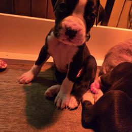 Boxer Puppies from Ashley Rhodes