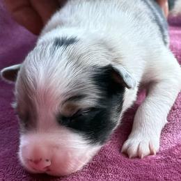 Boy 1 - Blue merle male Border Collie puppy in East Ellijay, Georgia from Nine Peaks Border Collies