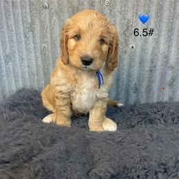 Blue collar - Apricot male Goldendoodle puppy in Clarksville, Iowa from Iowa Heartland Doodles