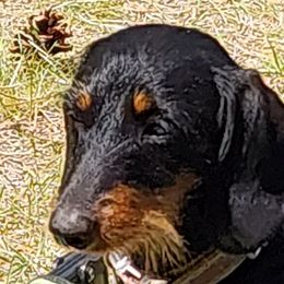 Dachshunds from Invading Weiners : AKC Miniature Wirehaired Dachshunds