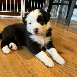 Skadi - Black and white female Border Collie puppy in New Bern, North Carolina from New Bern Border Collies