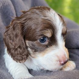 Giselle 3000.00 - Chocolate and tan female Dachshund puppy in Albany, Wisconsin from Deglow’s Doxies