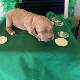 Cockapoo Puppies from Country J Canines
