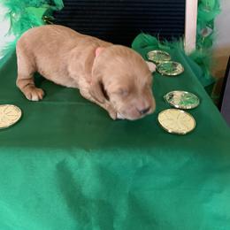Cockapoo Puppies from Country J Canines