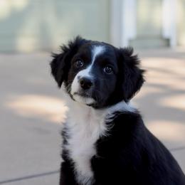 Poppy - Black and white female Aussiedoodle puppy in Peyton, Colorado from Colorful Colorado Aussiedoodles