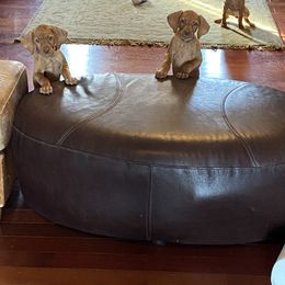Vizsla Puppies from Carlson Vizslas
