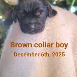 Brown Boy - Black male Cockapoo puppy in Dayton, Ohio from There's no place like home spaniels