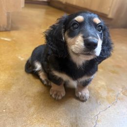 Dachshund Puppies from Chilidog Dachshunds
