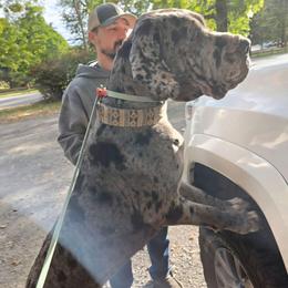 Cameo - Great Dane