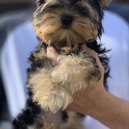 Yorkshire Terrier puppies from Jennipher Caso