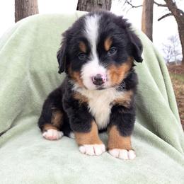 Alex--Orange collar - Black rust and white male Bernese Mountain Dog puppy in Greenwood, Delaware from A&A Greenwood Puppies