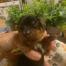Noah (Red) - Black and tan male Yorkshire Terrier puppy in Fayetteville, Tennessee from Mina's Yorkies