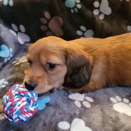 Sunny Boy - Red male Dachshund puppy in Terlton, Oklahoma from CLARK'S BREEDING PROGRAM