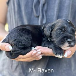 Raven - Black and chalk male Australian Labradoodle puppy in Morgan Hill, California from Loving Labradoodles