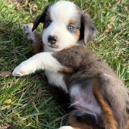 Tate - Blue merle male Miniature Australian Shepherd puppy in Marion, Michigan from Highland Hills Mini Aussies