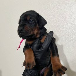 ROGUE - Black and rust female Doberman Pinscher puppy in Newberg, Oregon from De Mata Dobermann Kennel