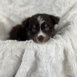Oaker - Red tri-color male Miniature American Shepherd puppy in Murray, Utah from Regal Miniature American Shepherds | Regal Miniature Australian Shepherds