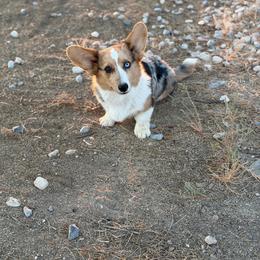 Pebbles - Blue female Pembroke Welsh Corgi puppy in Phelan, California from Desert Sunset Pembroke Welsh Corgis