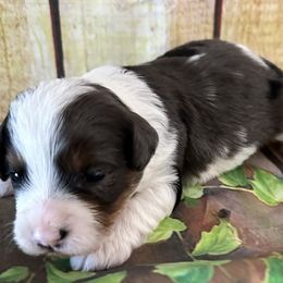 Boy 2 - Goldendoodle puppy from Island Doodles of Georgia