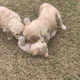 Golden Retriever Puppies from Daniel Ranch Golden Retrievers