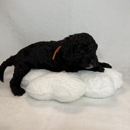 Daffodil - Parti female Poodle puppy in Longview, Washington from Evergreen Miniature Poodles