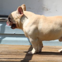 American Bulldog, French Bulldog, and Shorty Bull Puppies from Bingham's Bulldogs LLC