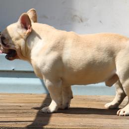 American Bulldog, French Bulldog, and Shorty Bull Puppies from Bingham's Bulldogs LLC