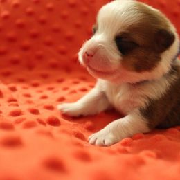 Pembroke Welsh Corgi Puppies from Tri-Star Stock Farm