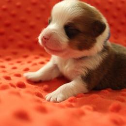 Pembroke Welsh Corgi Puppies from Tri-Star Stock Farm