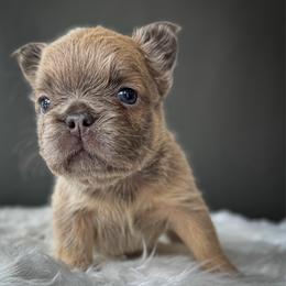 Millie - Fawn female French Bulldog puppy in Porter, Texas from Whatabulldog