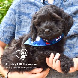 Cockapoo Puppies from Chesley Hill Cockapoos