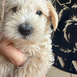 Macchiato - Wheaten male Miniature Schnauzer puppy in Fort Worth, Texas from Sissy’s Schnauzers