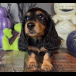 CandyCorn Price 2295 - Black and tan male Dachshund puppy in Floresville, Texas from Muddy River Dachshunds