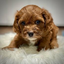 Rae - Red male Cavapoo puppy in Palm Beach County, Florida from Benji’s Cockapoos