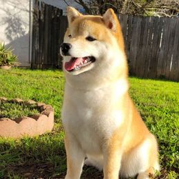 Iris - Shiba Inu