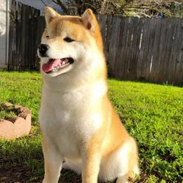 Iris - Shiba Inu